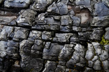 Arka plan - yanmış ağacının ayrıntı