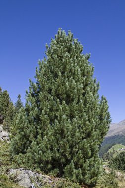stone pine clipart