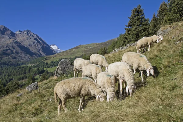 Sheeps in Oetztal vallei — Stockfoto