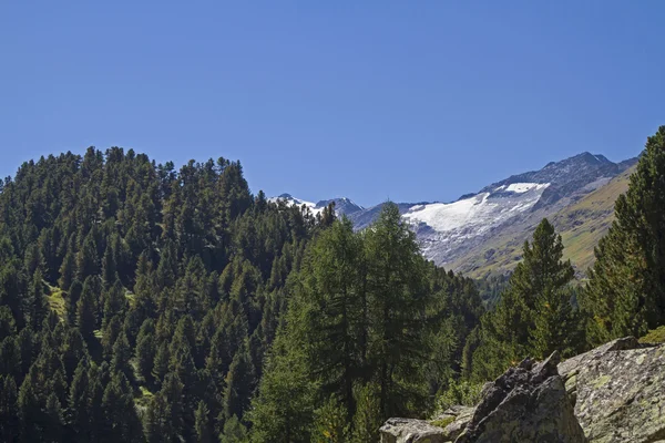 Kiefernwald in Obergurgl — Stockfoto