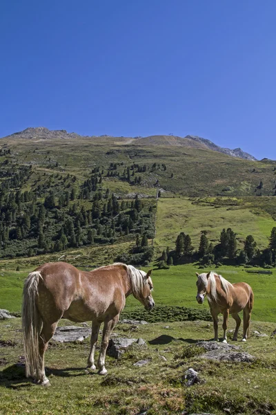 İki Arkadaş — Stok fotoğraf