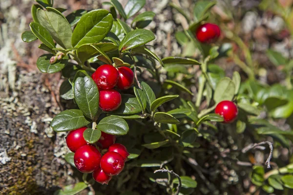 Cranberries — Stock Photo, Image