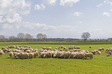 Toskana koyun sürüsü