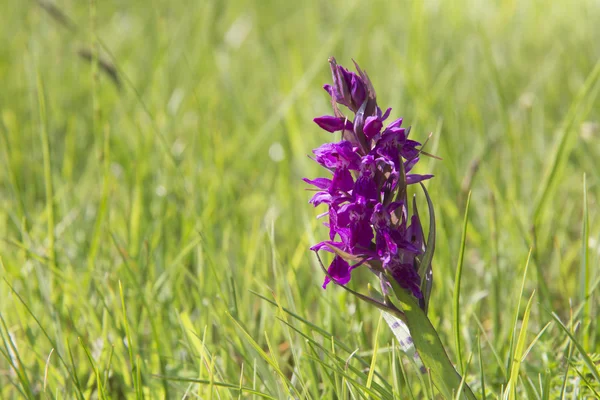 Dactylorhiza purpurella — Stockfoto