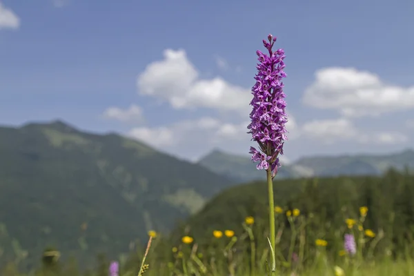 Dactylorhiza — Stockfoto