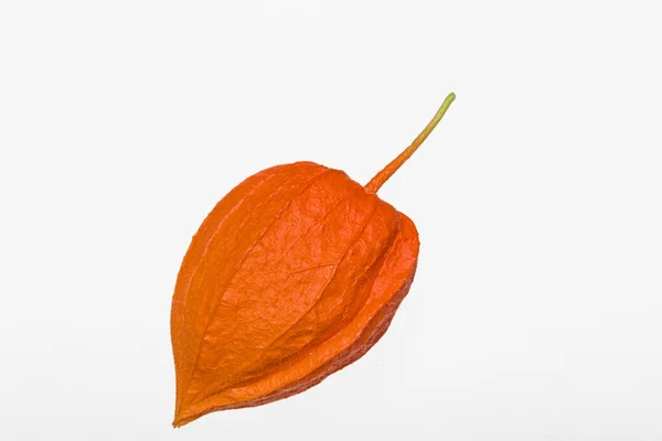 Physalis alkekeng — Stock Fotó