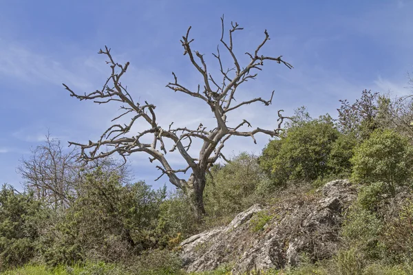 Albero deciduo nudo — Foto Stock