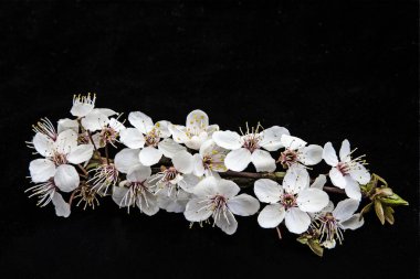 Prunus cerasifera;