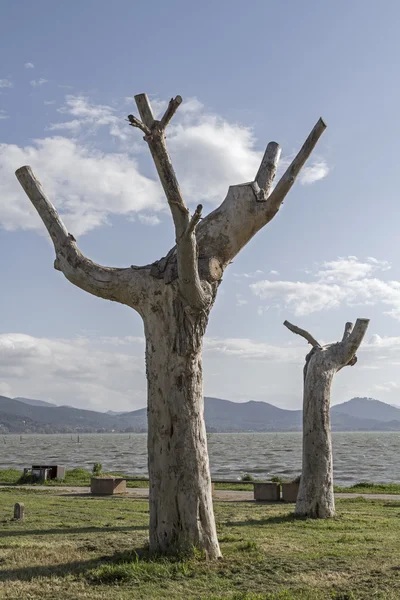 Platanen op het Trasimeense meer — Stockfoto