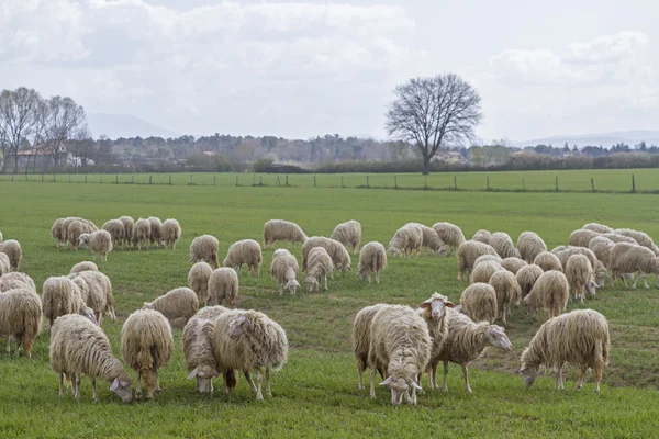 トスカーナ州の羊の群れ — ストック写真