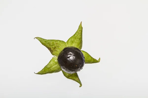 Atropa belladonna — Zdjęcie stockowe