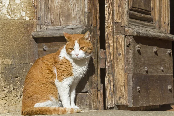 Gato na frente da porta da igreja — Fotografia de Stock