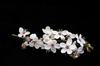 Prunus cerasifera;