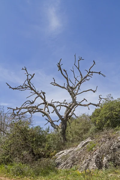 Albero deciduo nudo — Foto Stock