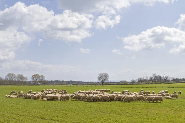 Flock of sheeps in Tuscany — Stock Photo, Image