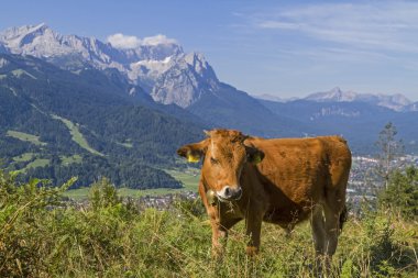 İnekler Wetterstein dağlar önünde