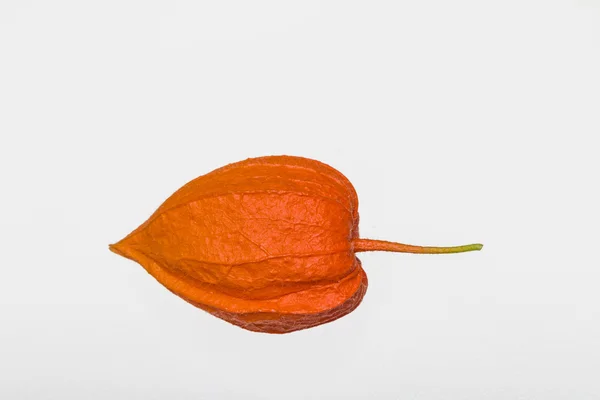 Physalis alkekeng — Stock Fotó