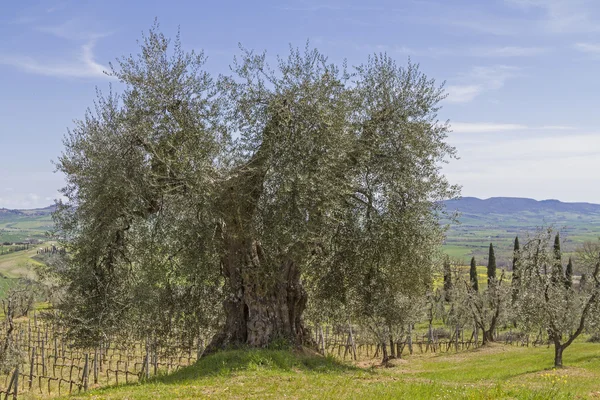 Olivo viejo — Foto de Stock