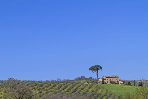 Farmhouse at Montepulciano — Stock Photo, Image