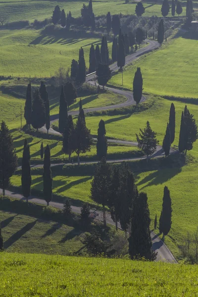 Cypress trees in Tuscany — Stock Photo, Image