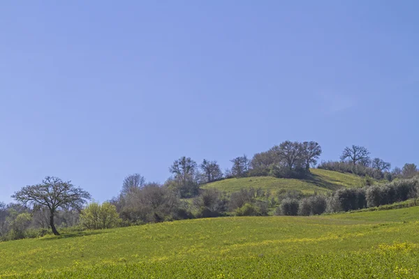 Toskanische Weidelandschaft — Stockfoto