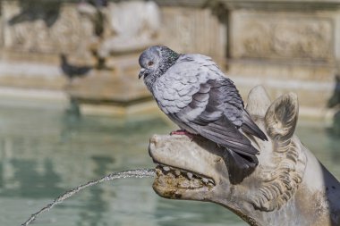 Siena Bölgesindeki Fonte Gaia