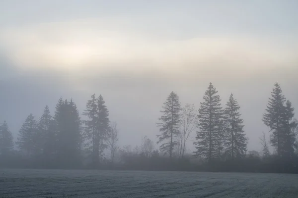 Morgennebel — Stockfoto