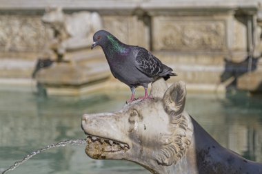 Siena Bölgesindeki Fonte Gaia