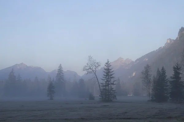 Утренний туман — стоковое фото