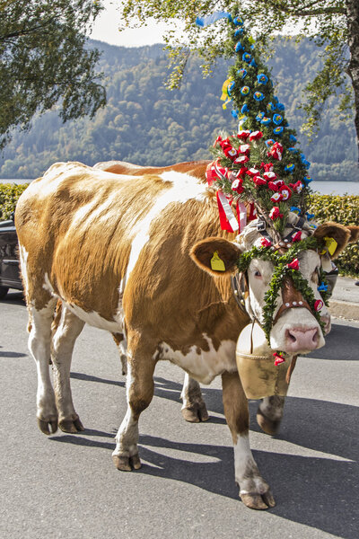 cattle go to valley