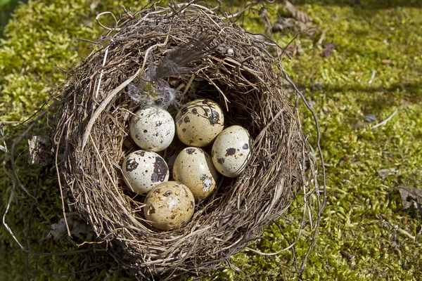 Bird nest — Stock Photo, Image