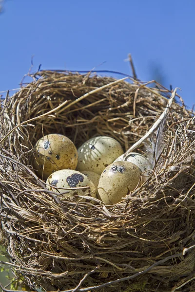 Vogelnest mit Eiern — Stockfoto