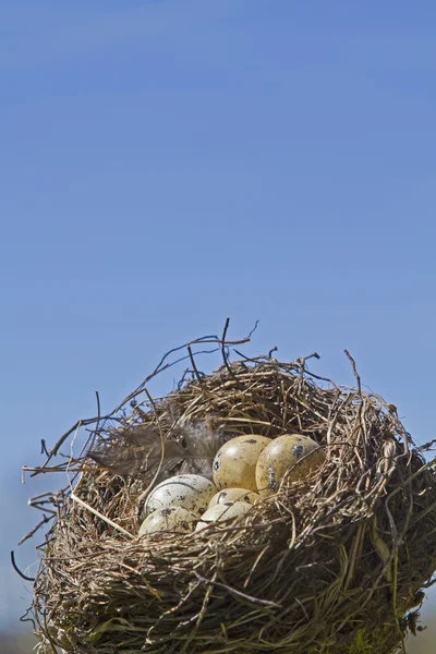 Vogelnest mit Eiern — Stockfoto