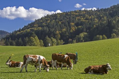 cattle go to valley clipart