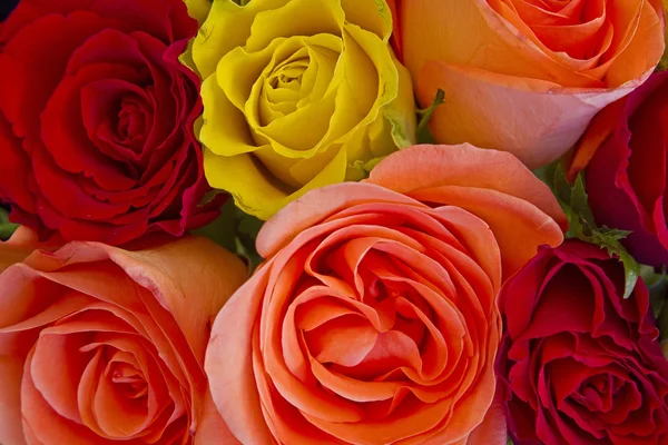 Rosas coloridas — Foto de Stock