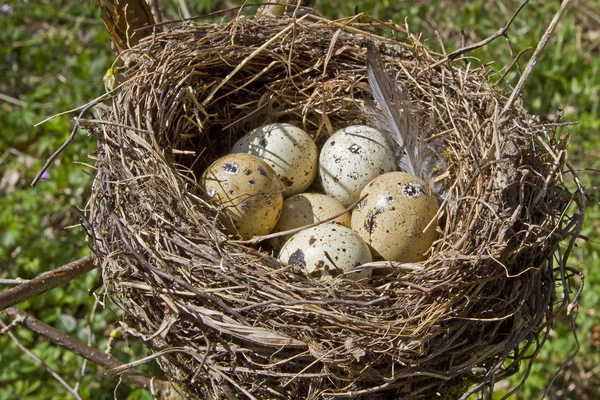 Bird nest — Stock Photo, Image