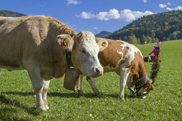 Cattle go to valley — Stock Photo, Image
