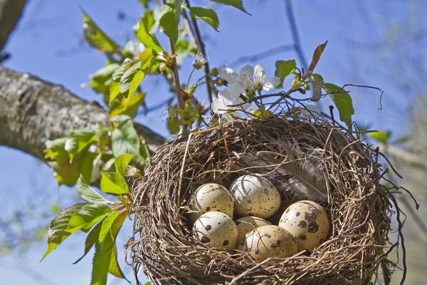 Птичье гнездо с яйцами — стоковое фото