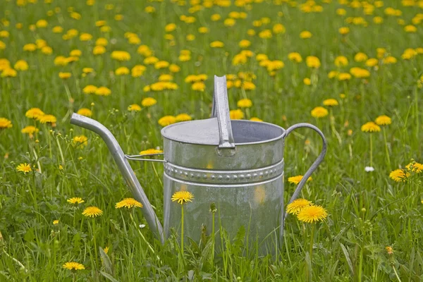 A virág meadow locsolókanna — Stock Fotó