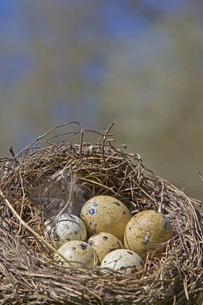 Vogelnest mit Eiern — Stockfoto