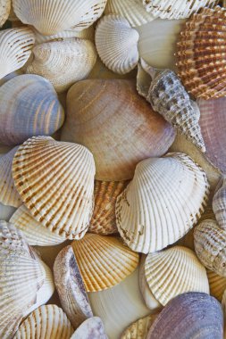 Arka plan - farklı kabukları