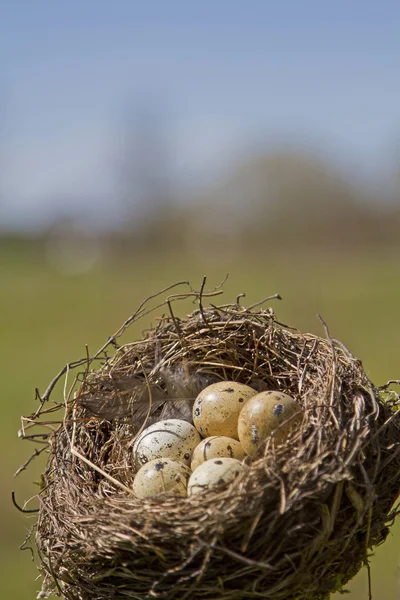 Gniazdo ptaków z jajami — Zdjęcie stockowe