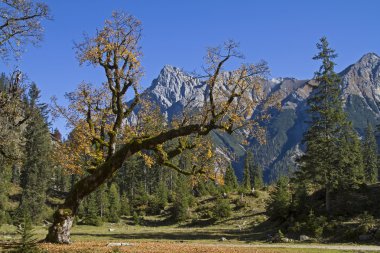 Akça ağaç Karwendel'de dağlarında