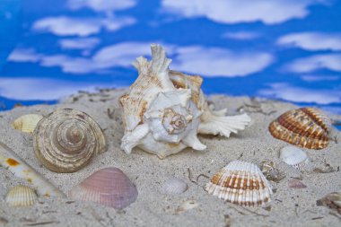 Kabukları farklı türde