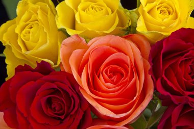 arka plan - renkli gül