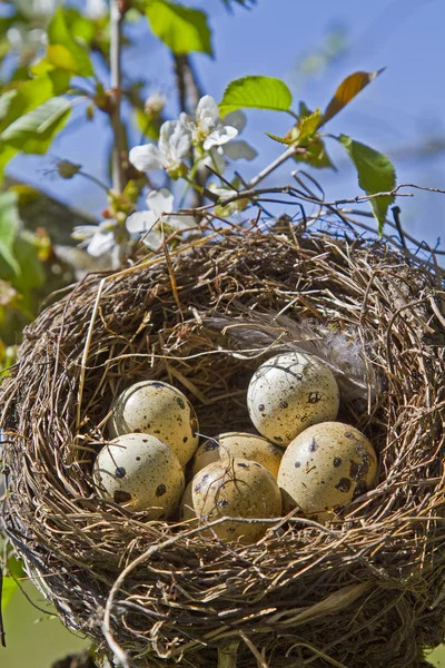 Nido di uccelli con uova — Foto Stock