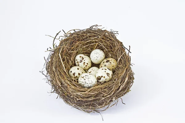 Vogelnest mit Eiern — Stockfoto