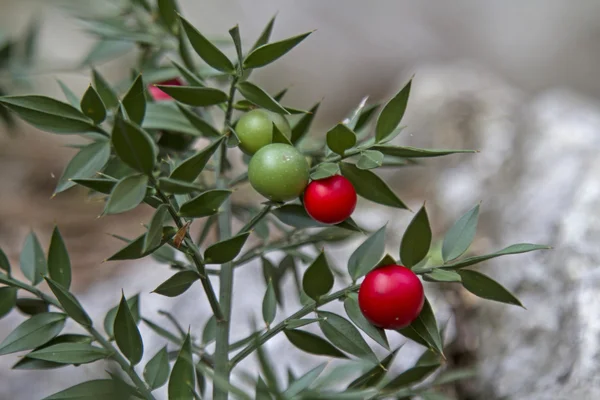 Ruscus aculeatus çilek ile