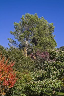 bitki görkemi sonbahar '