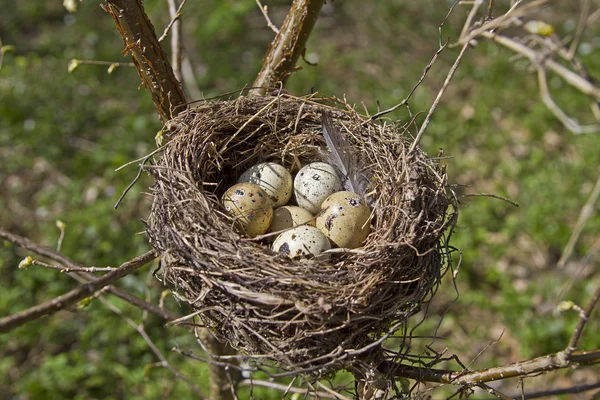 Bird nest in spring — Stock Photo, Image